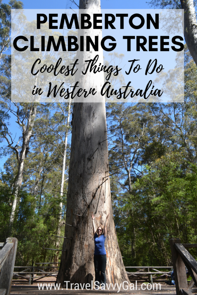 Pemberton Climbing Trees Coolest Things to Do in Western Australia