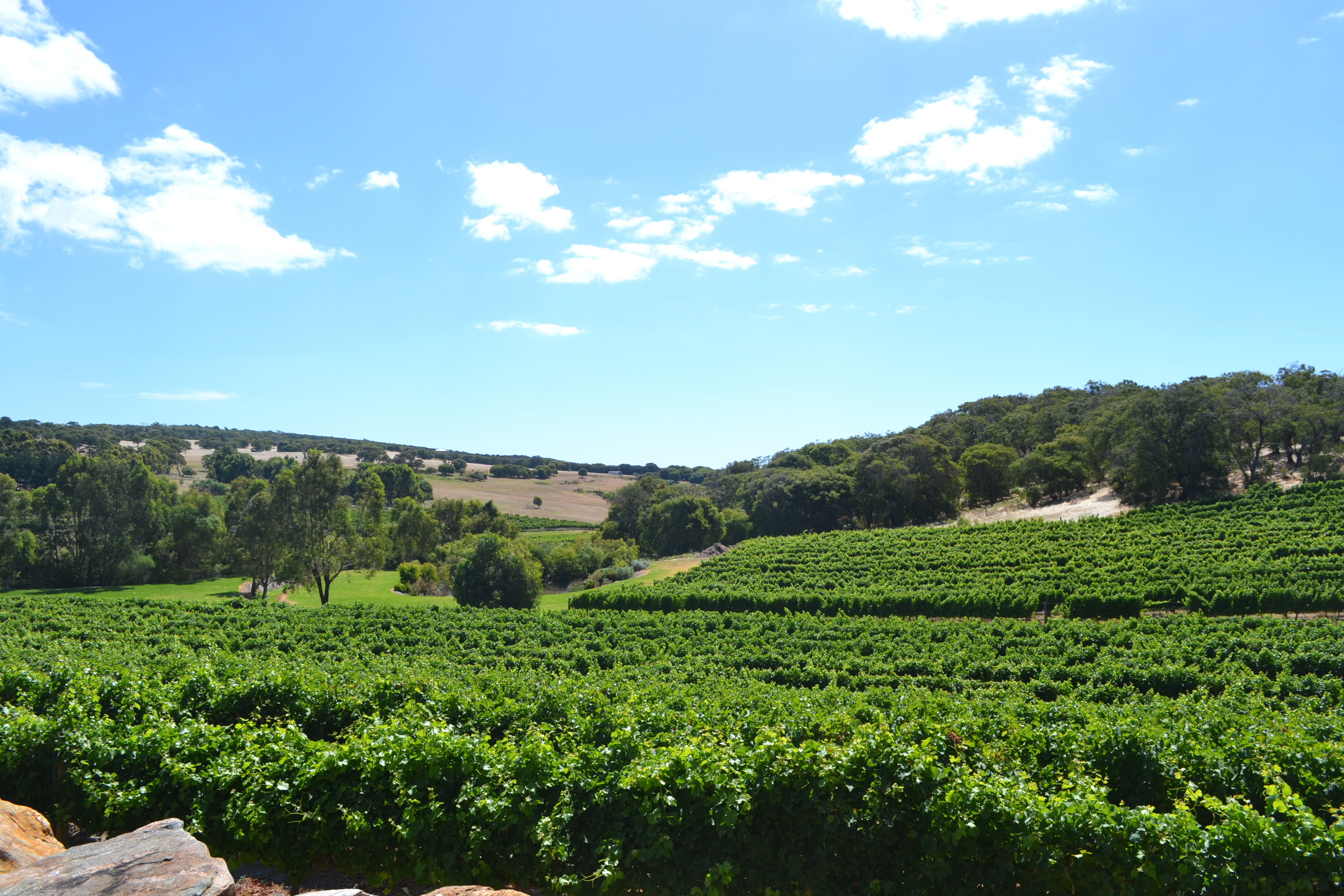 Cape Naturaliste Vineyards, winner of some prestigious awards that we don't remember the name of...