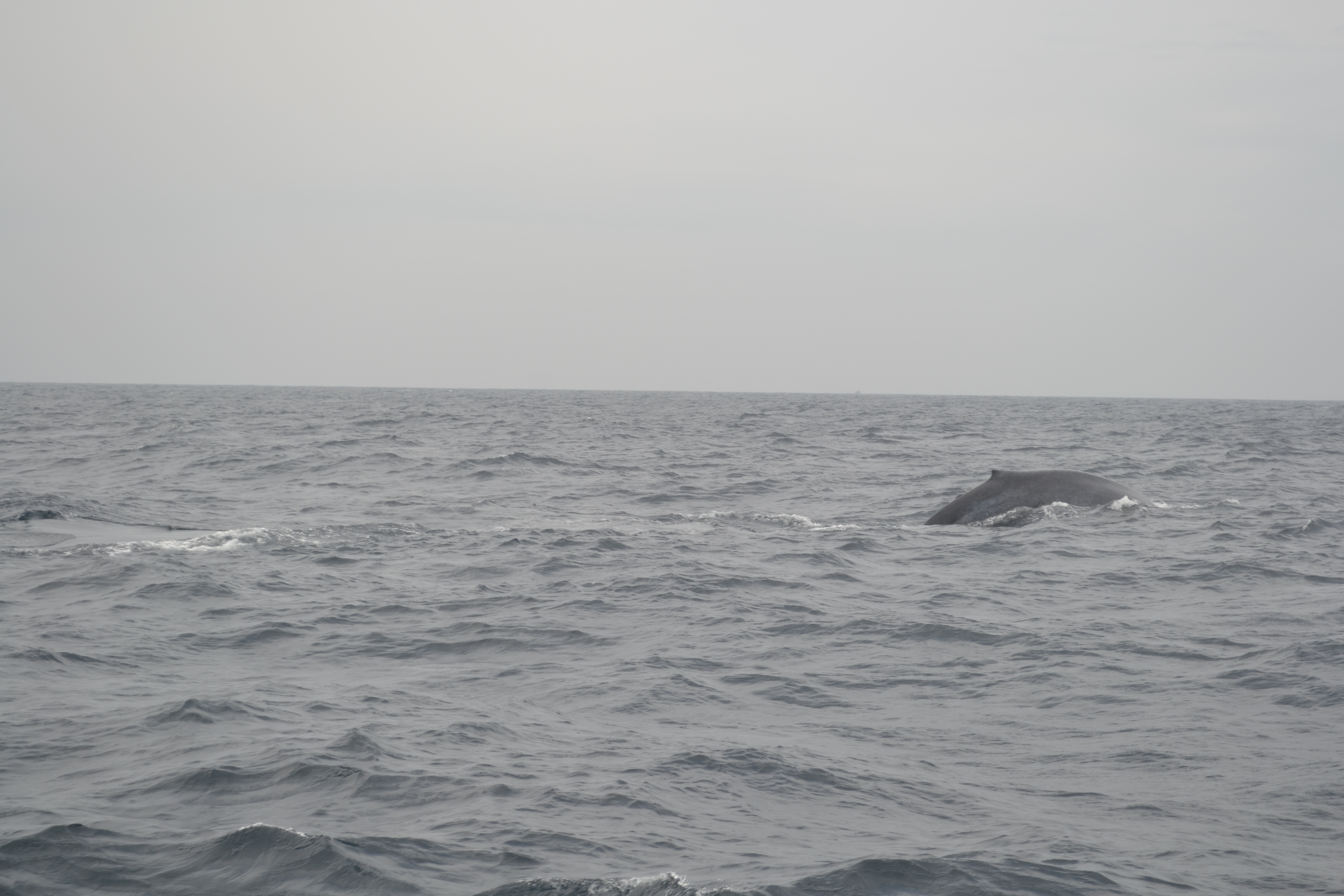 whale DSC_0663