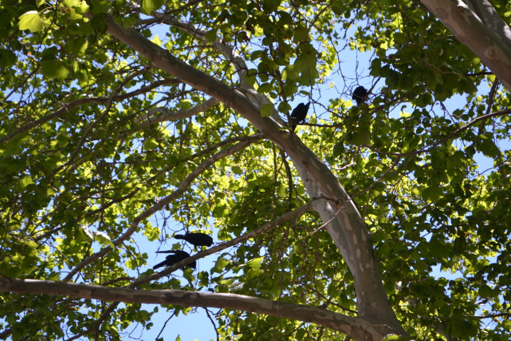 Australian ravens Perth DSC_0268