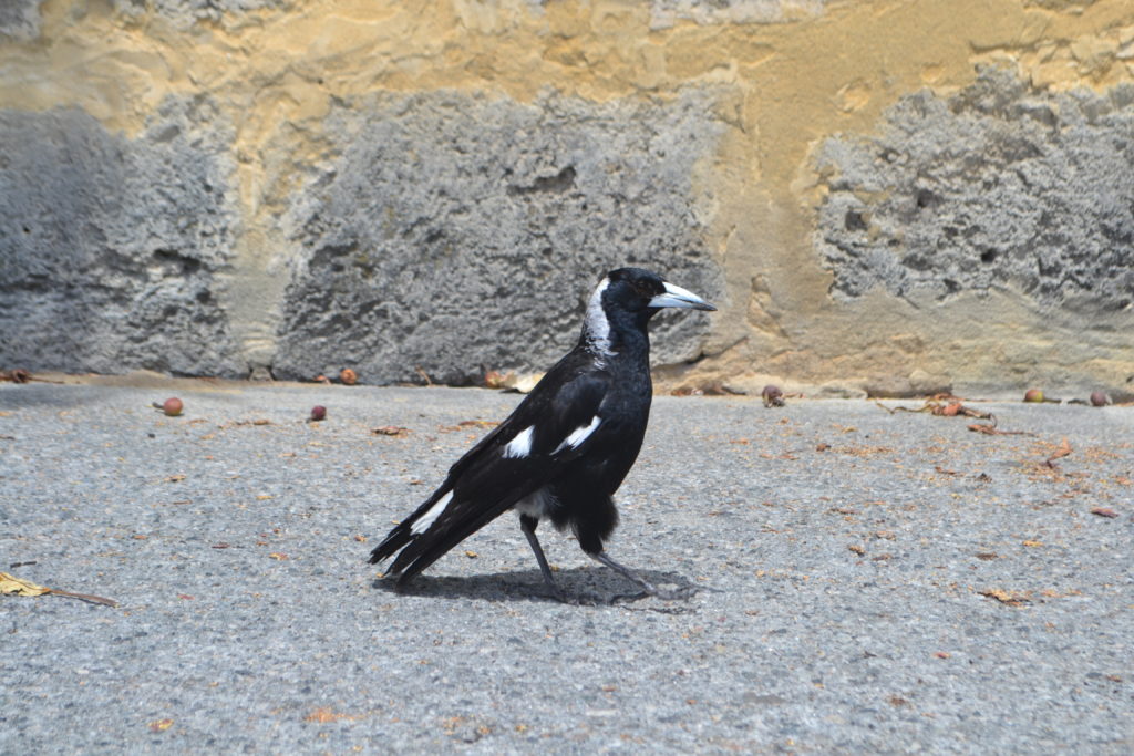 magpie DSC_0456