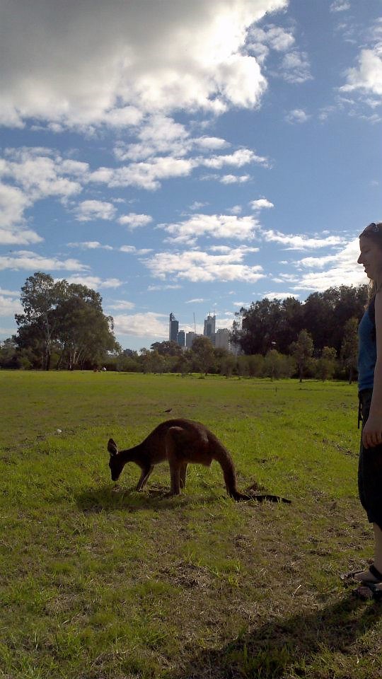 me and a kangaroo and city of Perth 282720_856978546015_1869717992_n (2)