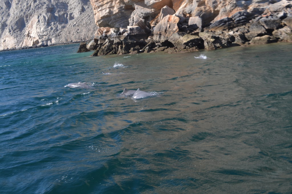 Musandam Boat Tour Oman DSC_0399