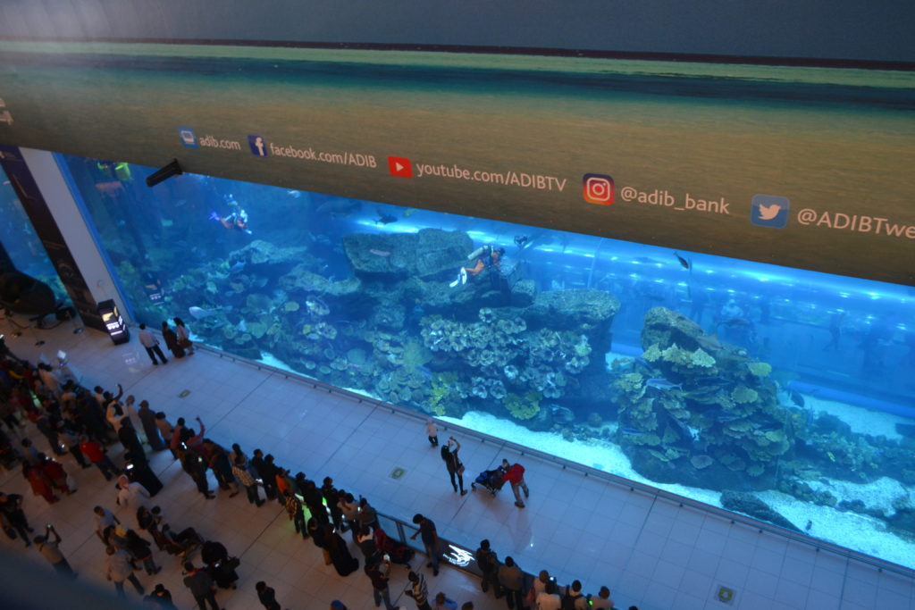 Aquarium Dubai Mall UAE DSC_0798