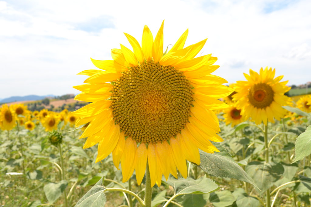 Sunflowers Le Marche Italy DSC_0324