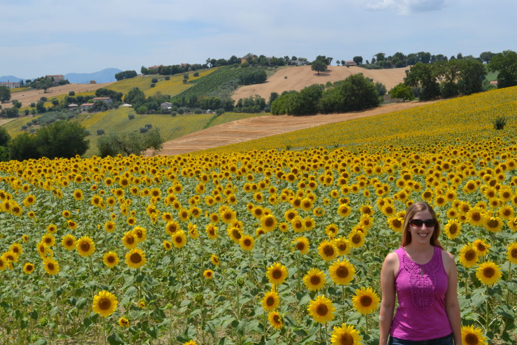 Sunflowers Le Marche Italy DSC_0327