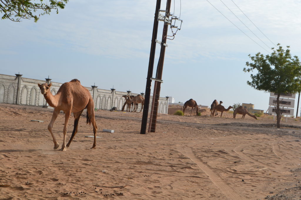 Animal Sightings Top Reasons Road Trip Oman DSC_0360