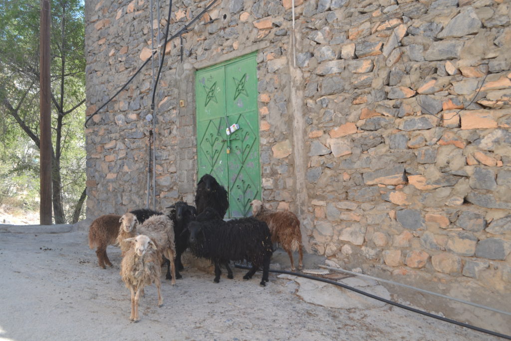 Animal Sightings Top Reasons Road Trip Oman DSC_0996