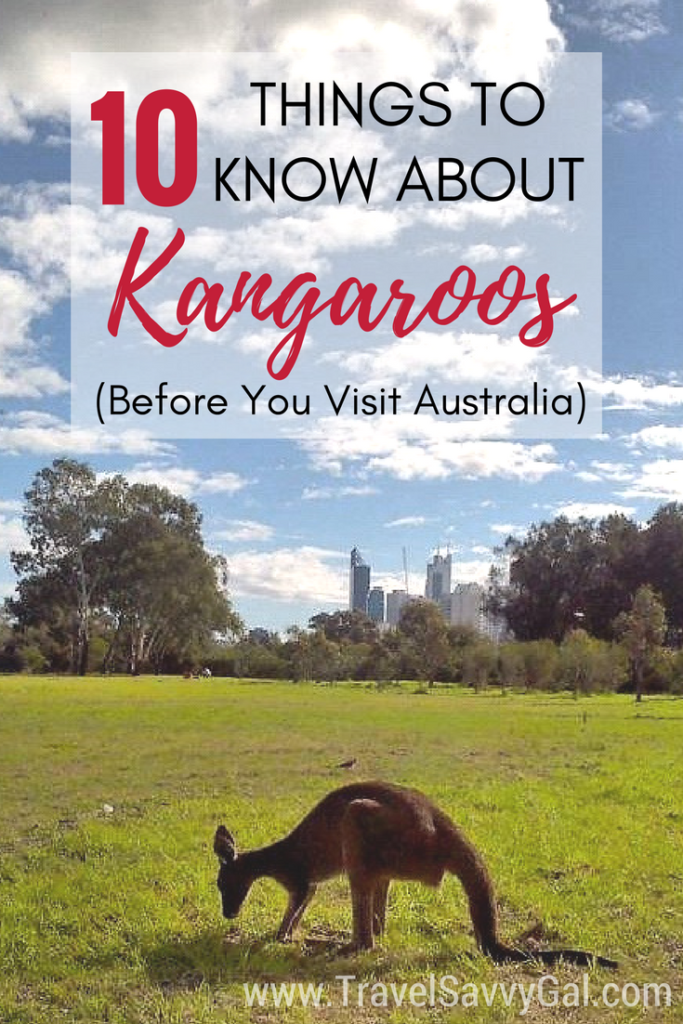 10 Things to Know About Kangaroos Before You Visit Australia