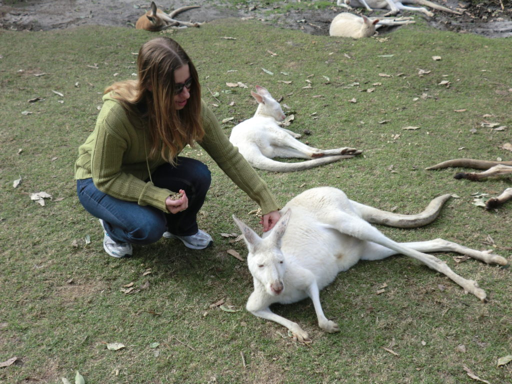 Albino kangaroos 10 Things to Know About Kangaroos Before You Visit Australia CIMG1194