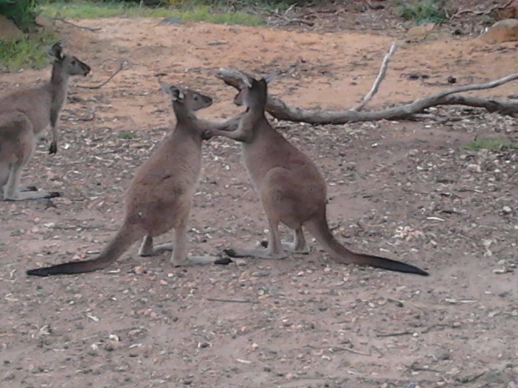 Boxing Kangaroos 10 Things to Know About Kangaroos Before You Visit Australia 2012-10-13 14.39.48