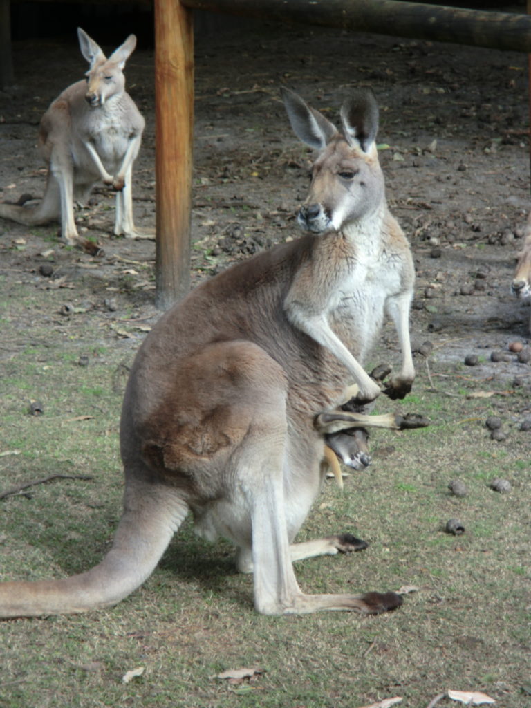 Kangaroo Limbs from Pouch 10 Things to Know About Kangaroos Before You Visit Australia CIMG1199