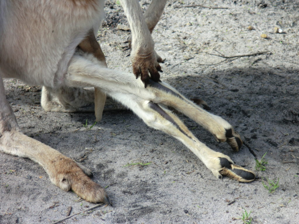 Kangaroo Limbs from Pouch 10 Things to Know About Kangaroos Before You Visit Australia CIMG1209