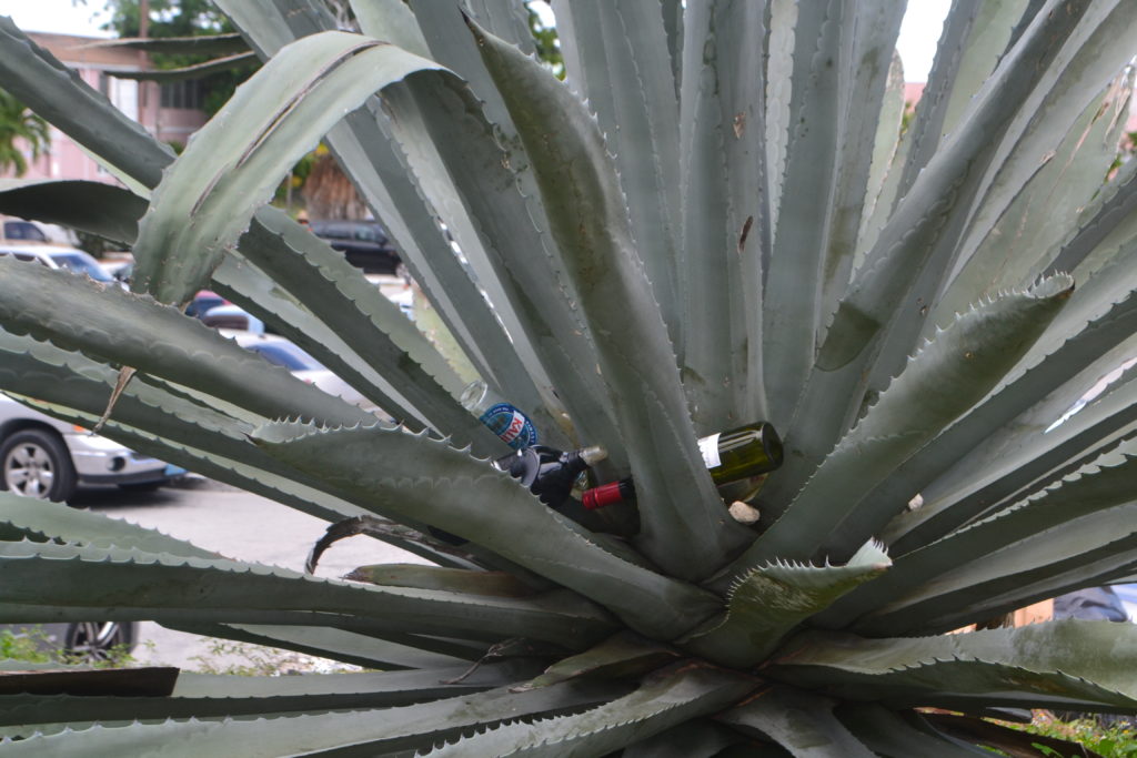 Trash in an Agave Cactus How to Spend One Day in Nassau Bahamas DSC_0233