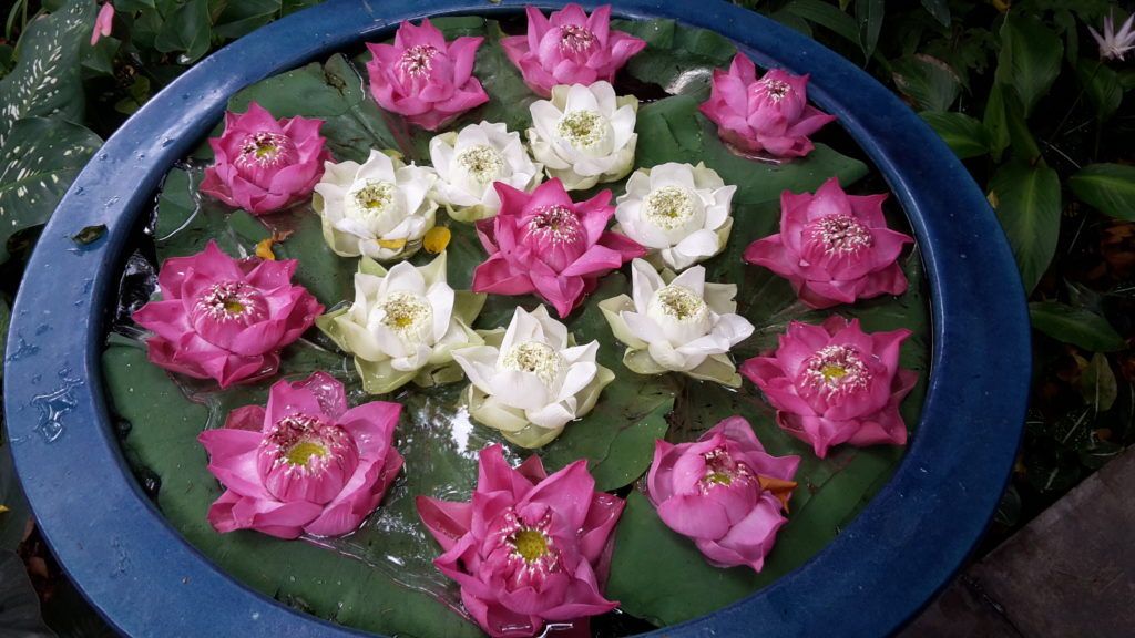 Lotus flowers in Bangkok, Thailand - a direct flight from Milan!