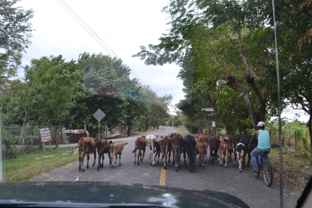 Wildlife Top 13 Reasons to Make Nicaragua Your Next Tropical Destination DSC_0818
