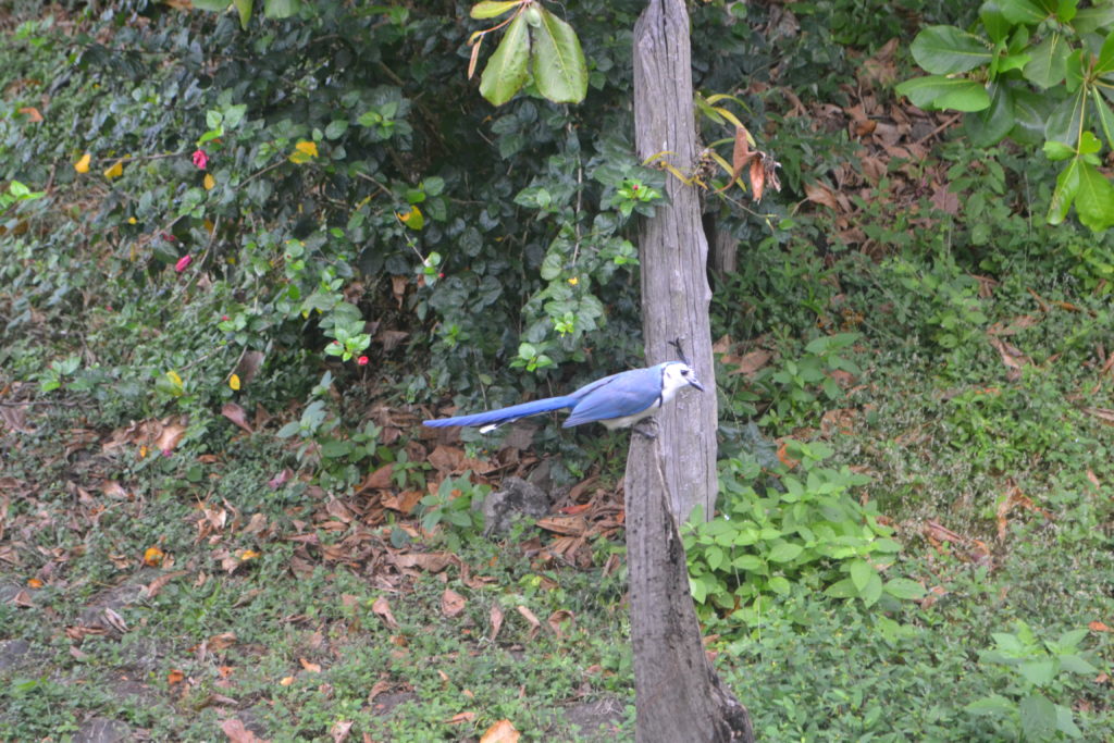 Wildlife Top 13 Reasons to Make Nicaragua Your Next Tropical Destination DSC_0928