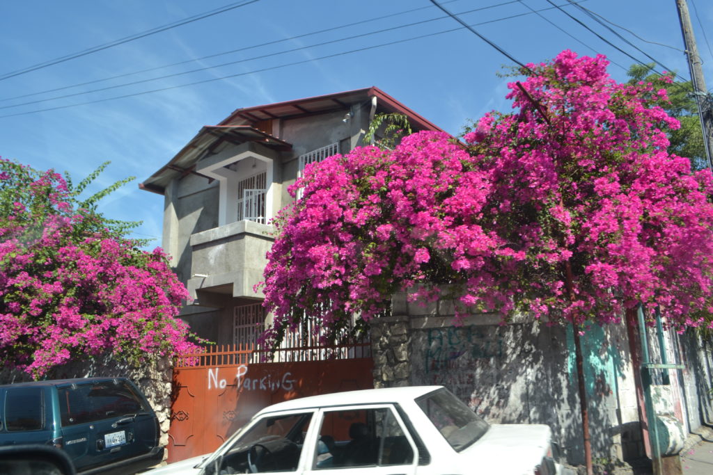 Bougainvillea Things You'd Never Guess to Expect on a Trip to Haiti DSC_0276