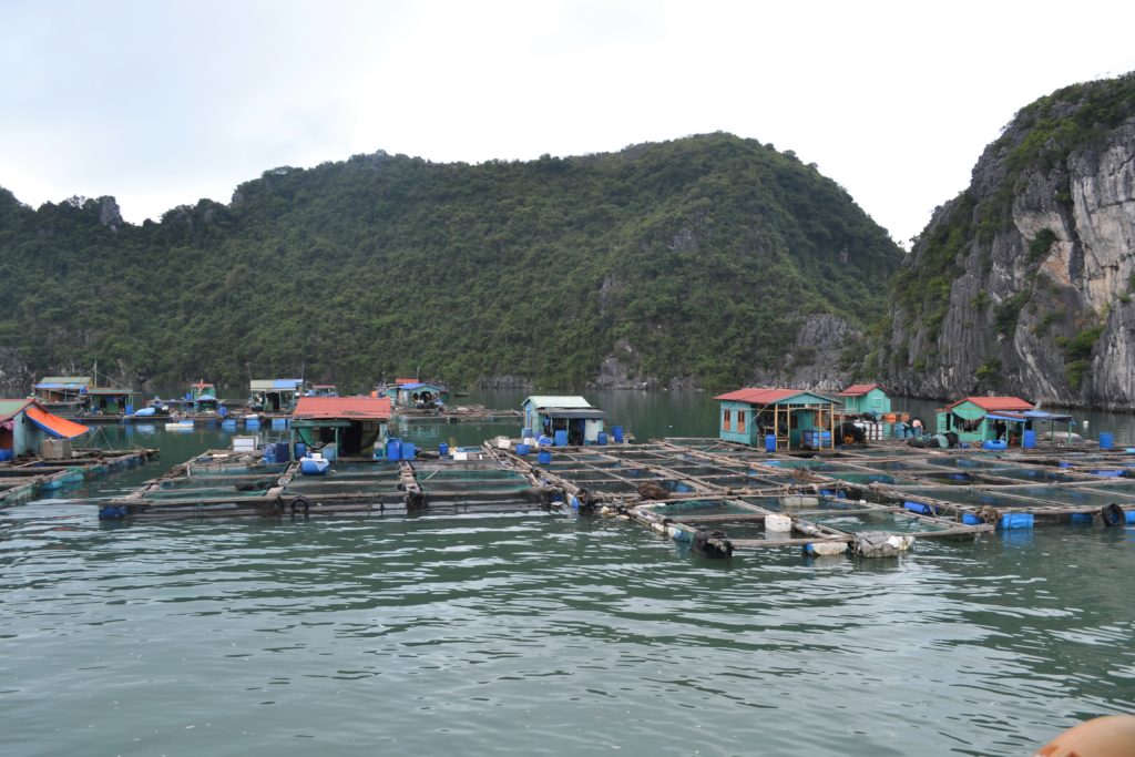 Floating Houses Travel Stories -Kayaking in Ha Long Bay, Vietnam DSC_0415